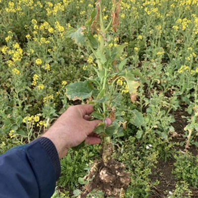Characteristic club-shaped galls on roots in a susceptible oilseed rape variety